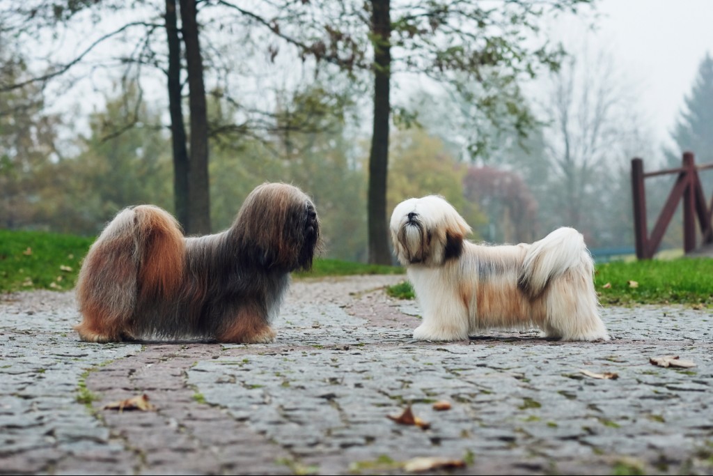 Lhasa apso sale fci